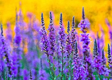 《暗黑破坏神：不朽》首个大型内容更新7月底到来